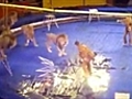 Circus lions attack trainer | BahVideo.com