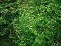 Jamaica s Fern Tree Spa | BahVideo.com