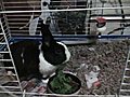 Cutest Rabbit Ever Nom Nom Time  | BahVideo.com