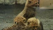 Newborn Cheetah Cubs | BahVideo.com
