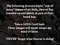 Denver Pitbull Massacre 2011 by Kidwell  | BahVideo.com