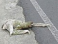 Sluggish sloth tries to cross road | BahVideo.com