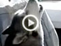 Dog Howls Baby To Sleep Explained | BahVideo.com