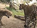 Jaguars Introduced | BahVideo.com