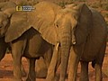 Great Migrations Desert Elephants of the Sahara | BahVideo.com