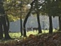 fallow deer | BahVideo.com