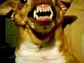 Mega evil doggie dogg | BahVideo.com