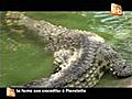 La ferme aux crocodiles Pierrelatte NL | BahVideo.com