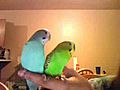 two parakeets kissing | BahVideo.com