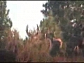 California hunting zone X1 mule deer bucks | BahVideo.com