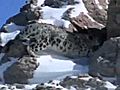 Snow Leopard Uncia uncia  | BahVideo.com