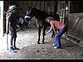 Teach your Horse to Pick up Feet Softly and  | BahVideo.com