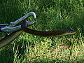 Bio Recon Capturing a Boomslang Snake | BahVideo.com