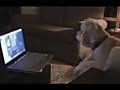 Dog Talking With Its Owner on Skype  | BahVideo.com
