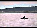 Orcas Vancouver Whale Watch | BahVideo.com