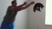 Kitten Enjoys Being Thrown | BahVideo.com