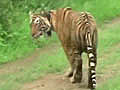 Another tiger relocated to Sariska | BahVideo.com