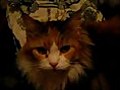 Joe the Maine Coon Snuggled in a Blanket | BahVideo.com