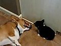Corgi Puppy Farts in Adult Corgi s Face | BahVideo.com