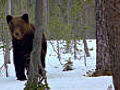 Caribou death traps | BahVideo.com