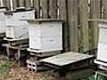 Beekeeping Basics Equipment For Beginners | BahVideo.com