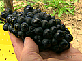 Latest Grape harvest CTV National News John Vennavally-Rao reports | BahVideo.com