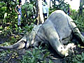 4 elephants allegedly poisoned dead in Assam | BahVideo.com
