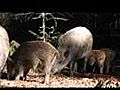 Wildschweine im Nationalpark Bayerischer Wald | BahVideo.com