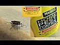 On The Cheap Dawn of the Dead stink bug  | BahVideo.com