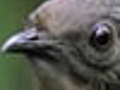 The Amazing Lyrebird Of Australia | BahVideo.com