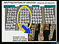 CARTA Hominid Teeth Significance of Ardipithecus Ramidus | BahVideo.com