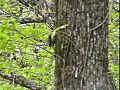  amp 12290 Japanese Pygmy Woodpecker | BahVideo.com