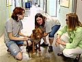 Rescue Takes In Abandoned Dog | BahVideo.com