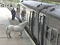 Man tries to bring pony on train and fails | BahVideo.com