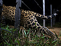 The Path of the Jaguar | BahVideo.com