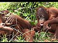 Two Orangutans Sitting In Grass Together Indonesia | BahVideo.com