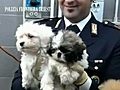 Traffico di cani 19 cuccioli salvati dalla  | BahVideo.com