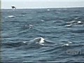 Orca attack on Great White | BahVideo.com