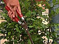 Heckenschnitt und Heckenpflege | BahVideo.com