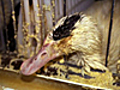  Delicacy of Despair The Tragedy of Foie Gras | BahVideo.com
