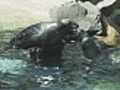 HD Seals kissing and jumping | BahVideo.com