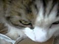 MY BFF Best Furry Feline Pet talk with Huggabuggah my kitty | BahVideo.com