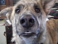 Dog Gets Punished | BahVideo.com