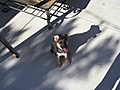 As crece un perro en 40 segundos | BahVideo.com
