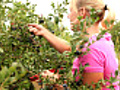 Woman picking blueberries | BahVideo.com