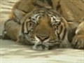Thailand s Tiger Temple | BahVideo.com