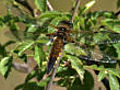 Dragonfly geek | BahVideo.com