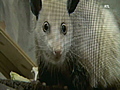 Ratting out cross-eyed possum | BahVideo.com