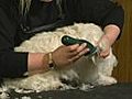How to Groom the Feet - West Highland White Terrier | BahVideo.com