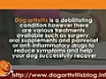 Dog Arthritis PT Series 1 - Early Mobility  | BahVideo.com